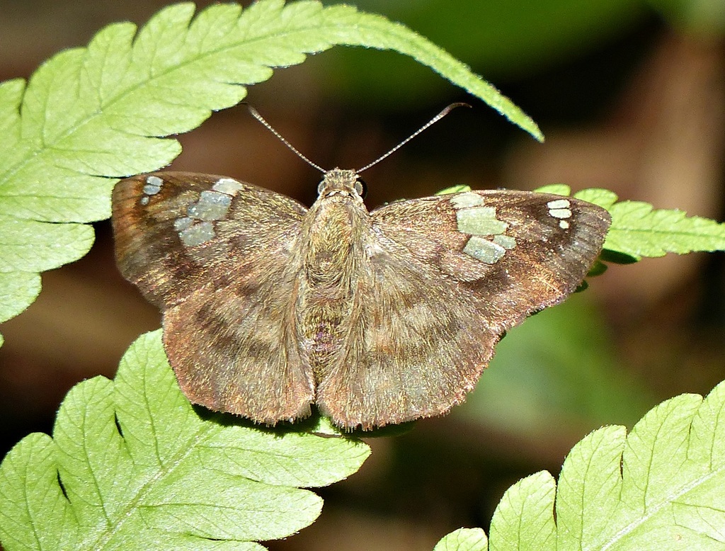 Telemiades marpesus