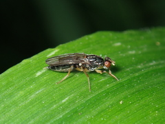 Opomyzoidea