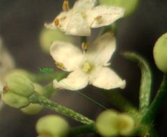 Galium papillosum