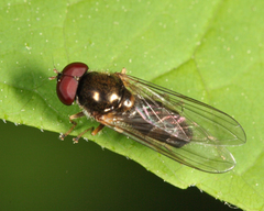 Cheilosia pallipes