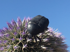 Protaetia afflicta libani