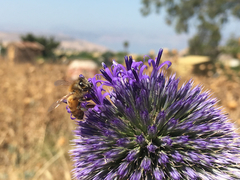 Echinops adenocaulos