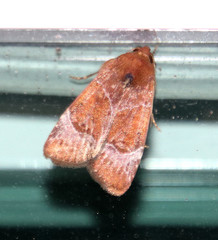 Hampsonodes mastoides