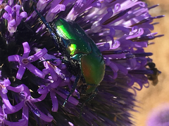 Protaetia cuprea ignicollis