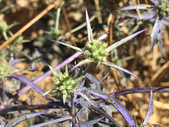 Eryngium creticum