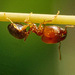 Pallid Big-headed Ant - Photo (c) 104107668716236637950, some rights reserved (CC BY-NC)