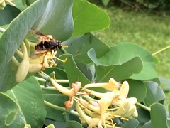 Temnostoma alternans