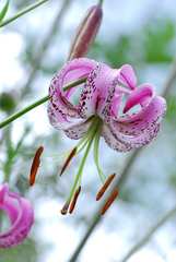 Lilium lankongense