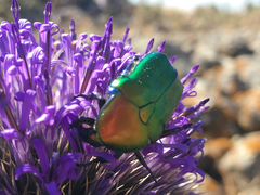 Protaetia cuprea ignicollis