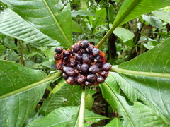 Psychotria rubriceps
