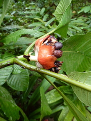 Psychotria rubriceps