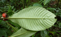 Psychotria rubriceps
