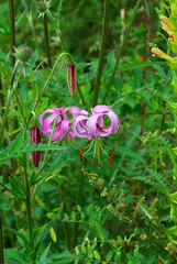 Lilium lankongense