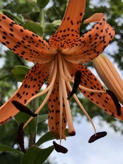 Lilium lancifolium