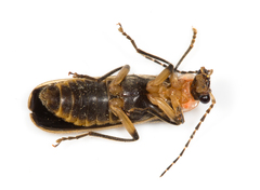 Podabrus basillaris