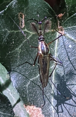 Toxorhynchites rutilus septentrionalis