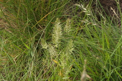 Anthoxanthum aristatum