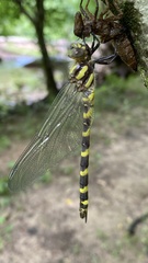 Cordulegaster erronea