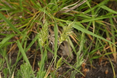 Anthoxanthum aristatum