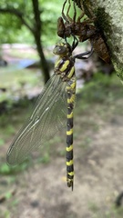 Cordulegaster erronea