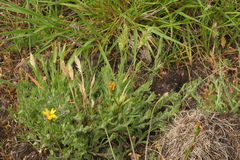 Anthoxanthum aristatum