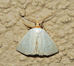 Oxycilla tripla