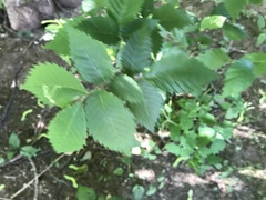 Magnoliopsida