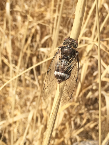 Cicadatra platyptera
