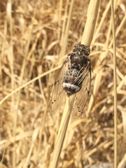 Cicadatra platyptera