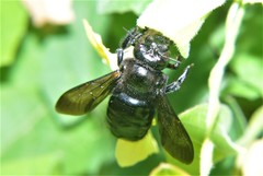 Xylocopa loripes