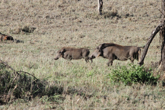 Phacochoerus africanus