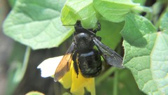 Xylocopa loripes