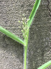 Dichanthelium implicatum