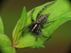 Textrix denticulata