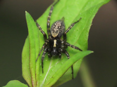 Textrix denticulata