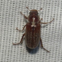 Dichelonyx pusilla