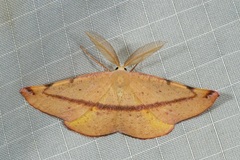 Onycodes traumataria