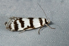 Philobota impletella