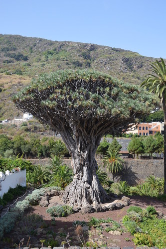Dracaena draco