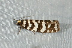 Paracochylis amoenana