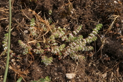 Illecebrum verticillatum