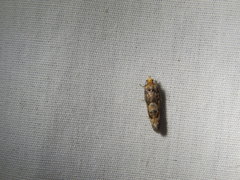 Eucopina tocullionana