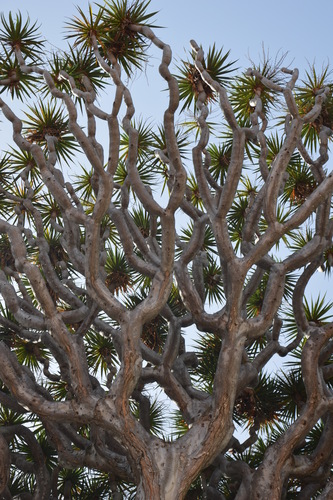 Dracaena draco