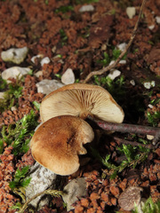 Inocybe dulcamara