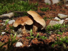 Inocybe dulcamara
