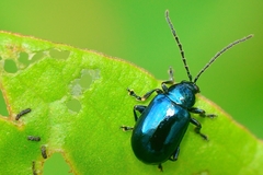Altica cyanea
