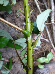 Erythrina mildbraedii