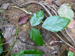 Erythrina mildbraedii