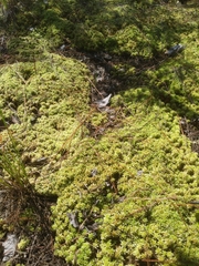 Sphagnum perichaetiale