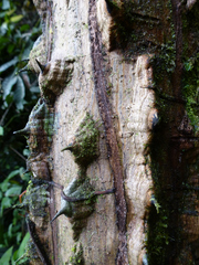 Erythrina mildbraedii